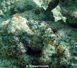 Fish on the Inside Reef at Lauderdale by the Sea by Michael Kovach 